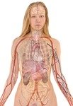 anatomy, woman, human, body, skin, organs, schema, lung, biology, teaching, people, science, medicine, nursing, anatomy, anatomy, anatomy, human, human, body, body, body, body, body, biology, teaching, people, science, science, science, medicine